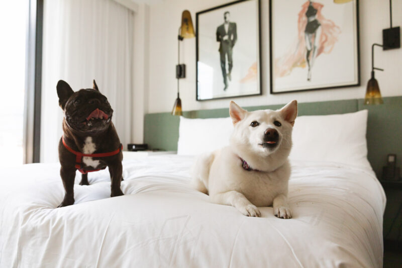 Hollywoof! Package_Credit_ The Godfrey Hotel Hollywood.jpg