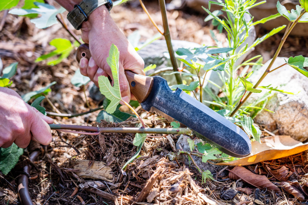 Cutting plant with Hori hori garden knife
