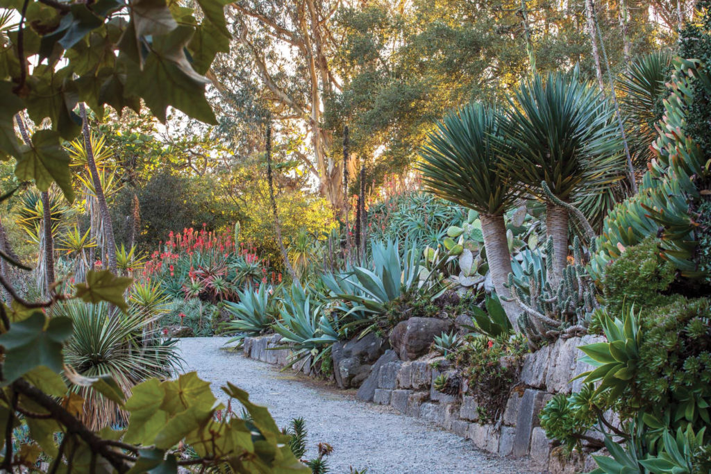 San Francisco Botanical Garden - succulent garden