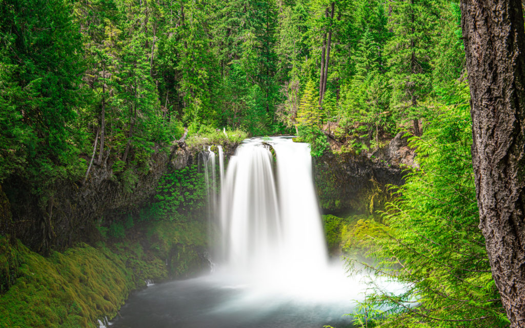 Koosah falls oregon