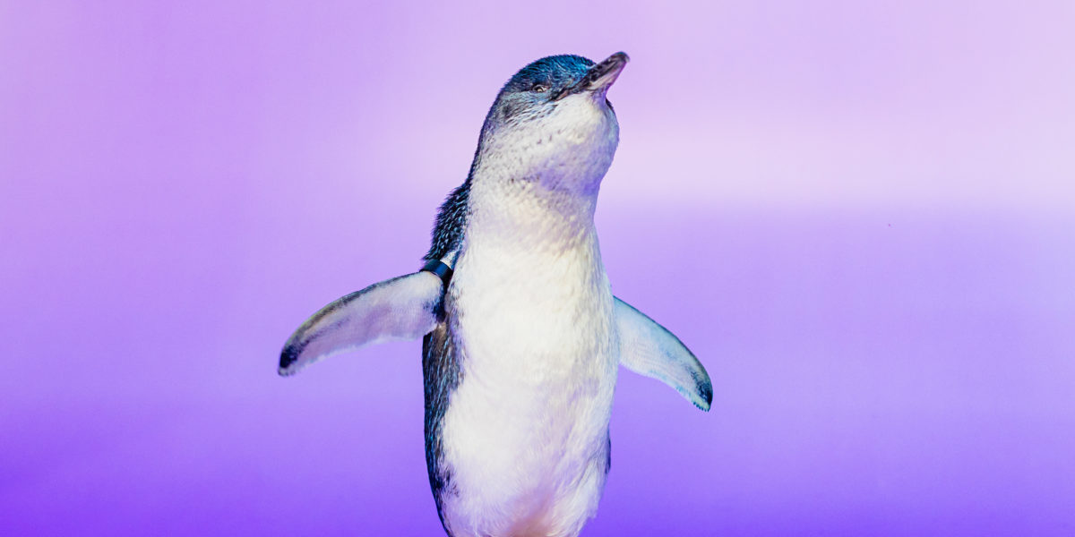 little penguin facing camera with tiny wings outstretched and beak in the air