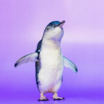 Birch Aquarium Moves Five Little Blue Penguins to Cincinnati Zoo - Times of  San Diego