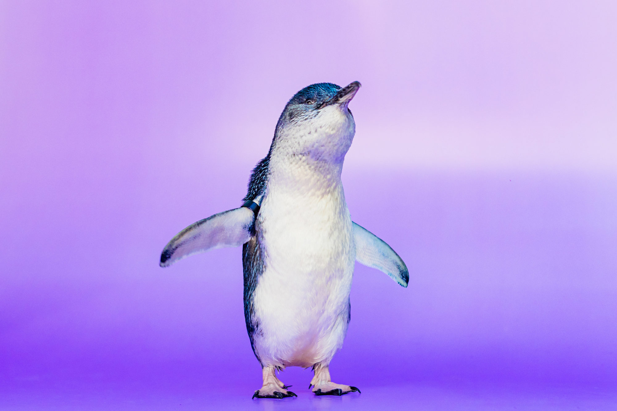 Cuteness Overload—Little Blue Penguins are Coming to San Diego - Sunset  Magazine