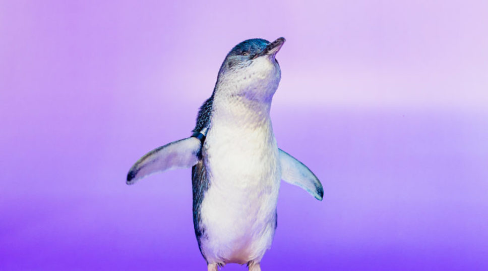 These Penguins Are the Cutest Thing You'll See All Day. And Soon You Can Visit Them
