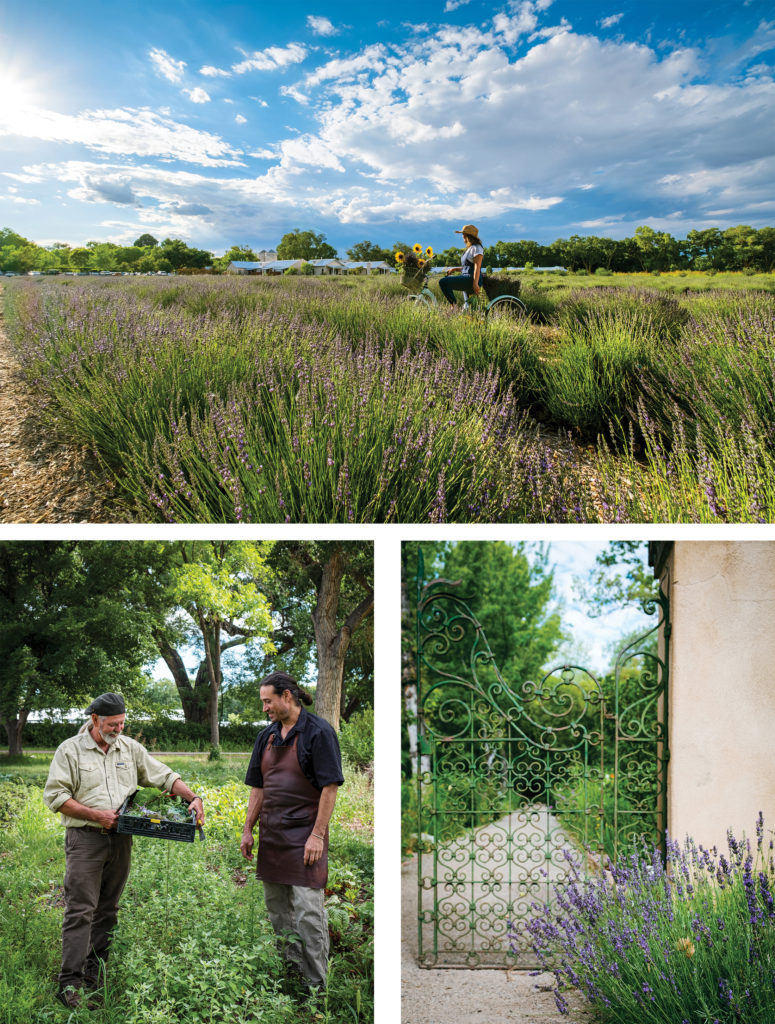 Los Poblanos Inn and Lavender Farm fields