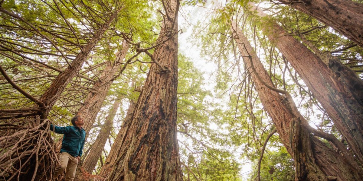 ‘California’s Protected Coast’: A Gateway to the Redwoods Is Now Preserved