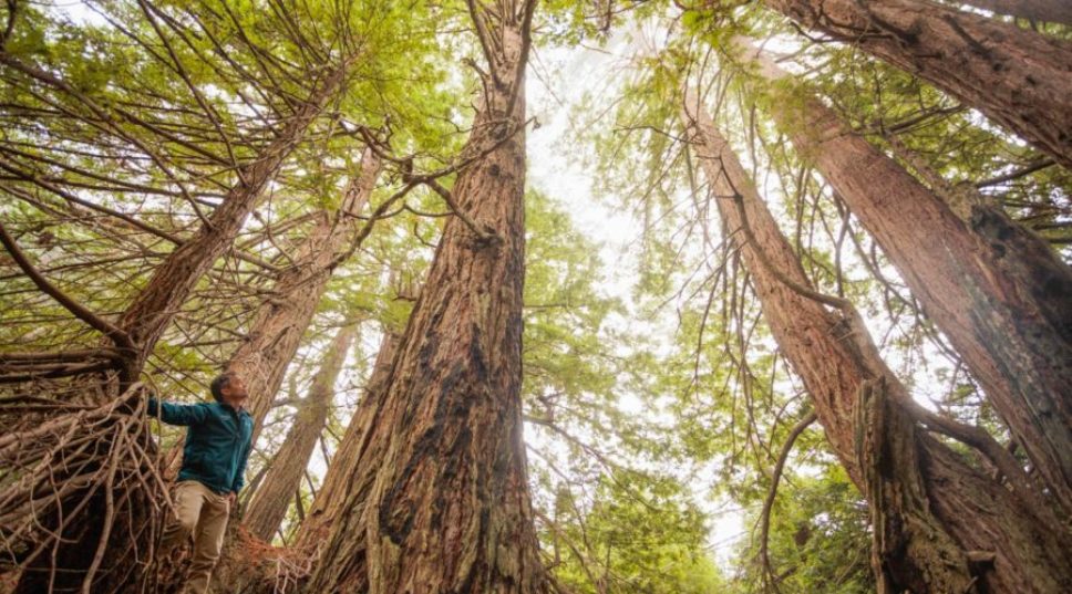 'California's Protected Coast': A Gateway to the Redwoods Is Now Preserved