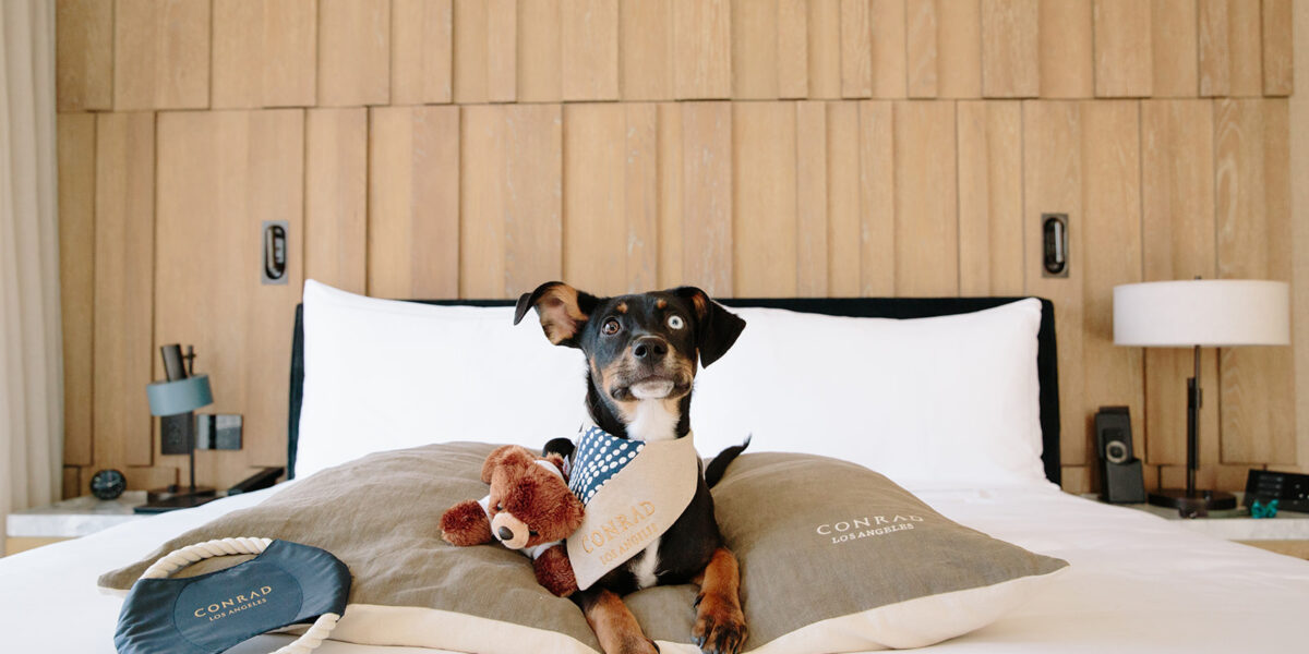 The Best Pet-Friendly Hotels in the West Have Everything from Doggie Tapas to Pooch-Inclusive Weddings