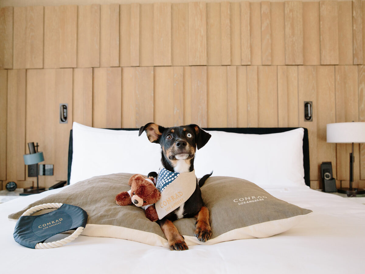 These Are The Best Pet Friendly Hotels