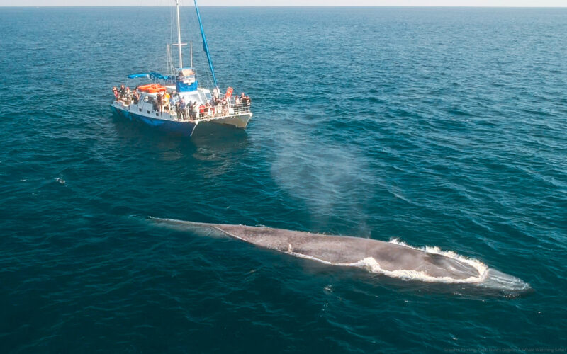 Manute'a and Blue Whale 0475-1_copyright Dolphin Safari.jpg