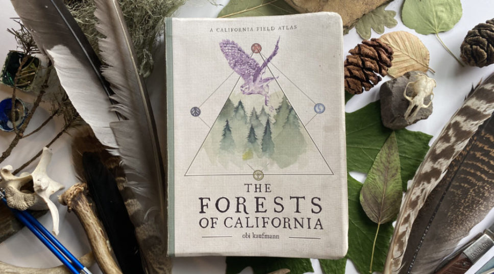 Our Favorite Wilderness Artist Has a New Book on the Forests of California