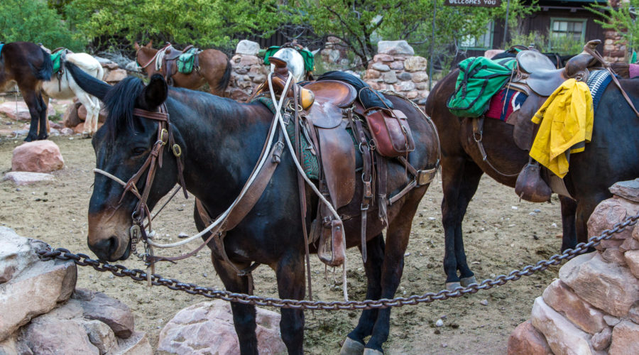 Mules at Phantom Ranch