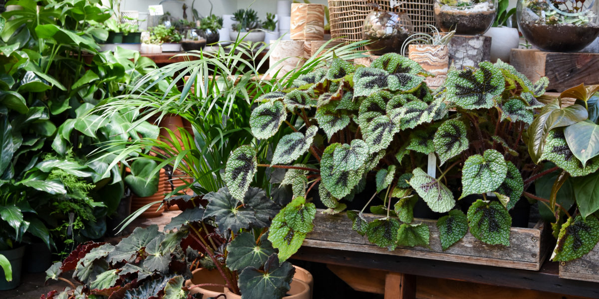 Begonias Are Back (and Grandma’s Other Favorite Houseplants Are Next)