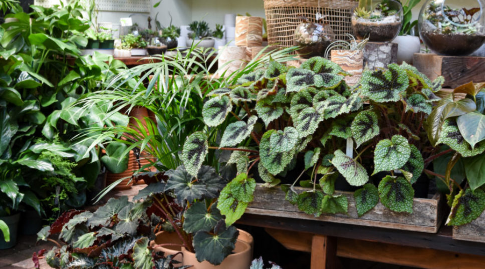 Begonias Are Back (and Grandma’s Other Favorite Houseplants Are Next)