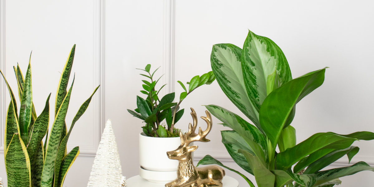 Plant Lover Gift Guide