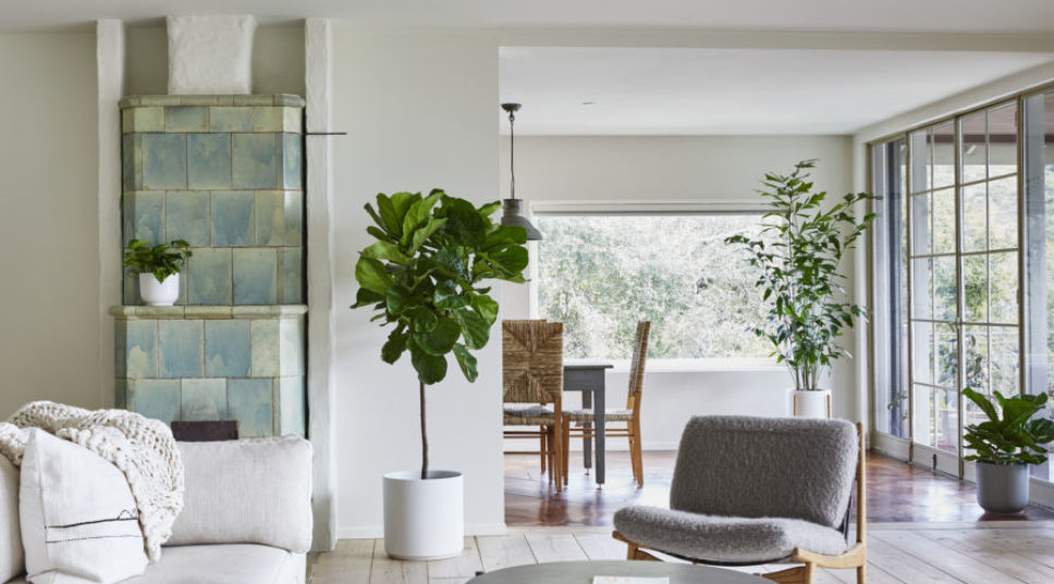 Indulge in a Luxurious Spa Day...for Your Houseplants