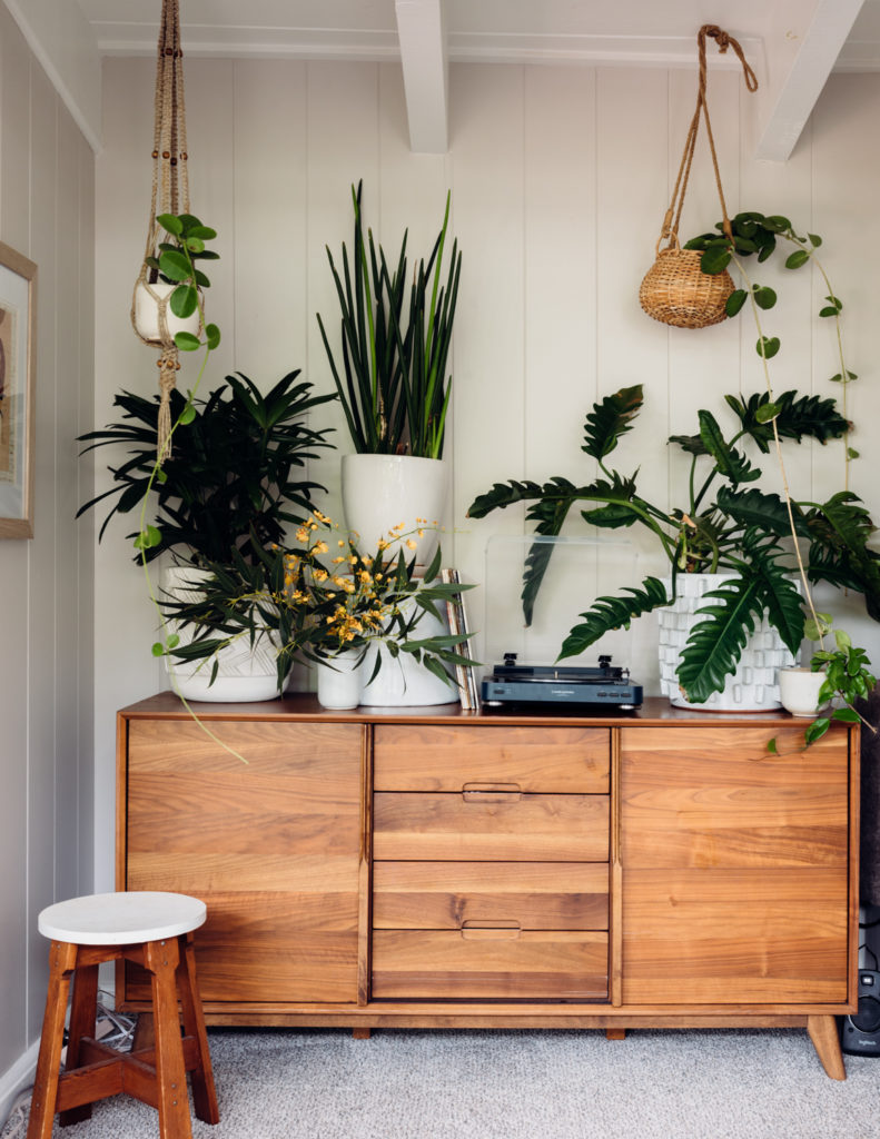 Indoor Plant Styling Tips from a Hawaii-based Plant Store Owner