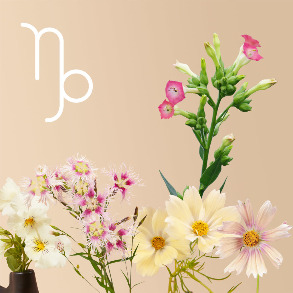 Capricorn flower kit from Plantgem