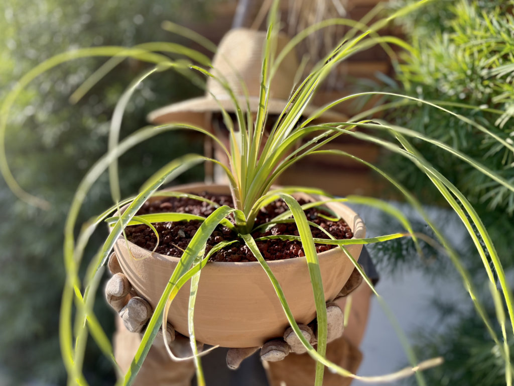 How to Propagate a Ponytail Palm