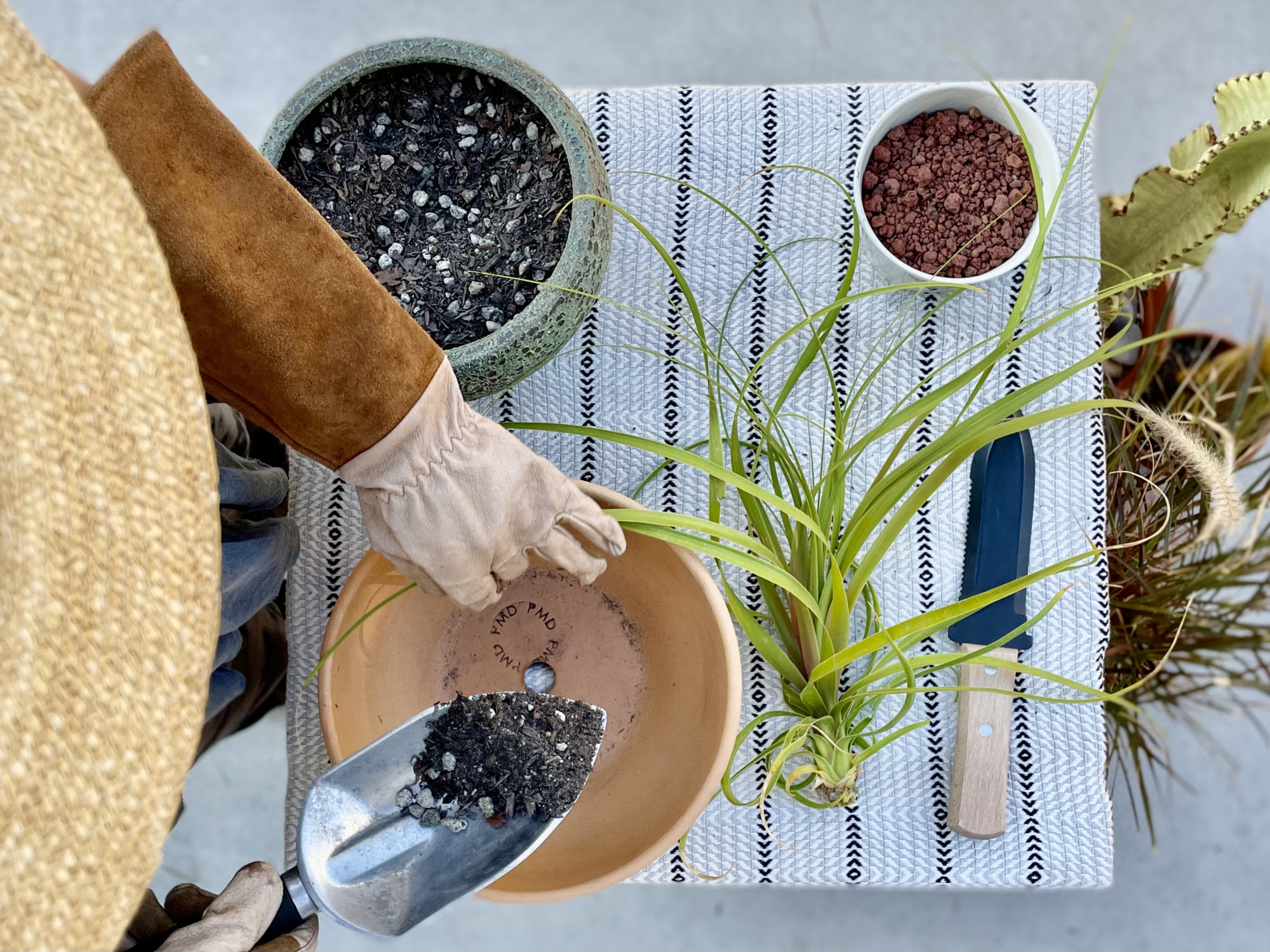 Propagation Methods: Growing New Ponytail Palm Trees from Offshoots