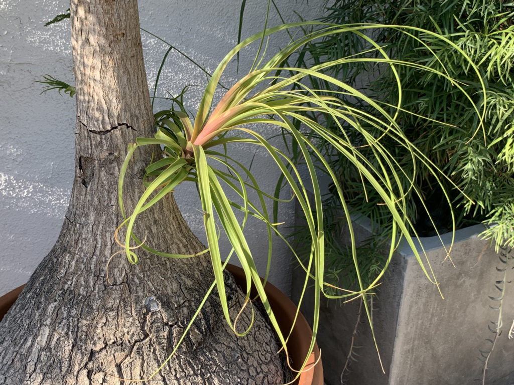 How to Propagate a Ponytail Palm