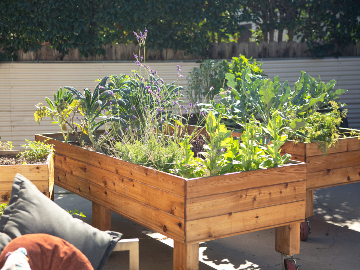 Wooden Raised Beds with Veggies