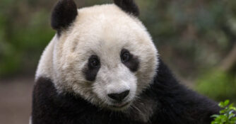 San Diego Zoo Wildlife Alliance Giant Panda