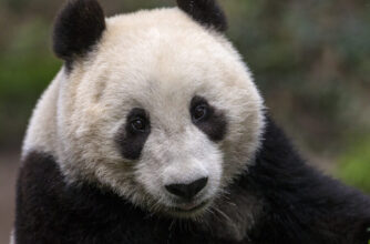 San Diego Zoo Wildlife Alliance Giant Panda