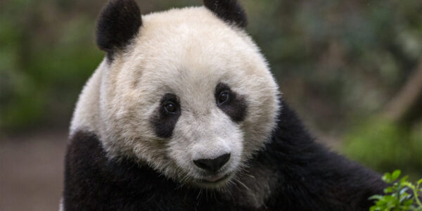 Giant Pandas Are Coming Back to the San Diego Zoo, Thanks to ‘Panda Diplomacy’
