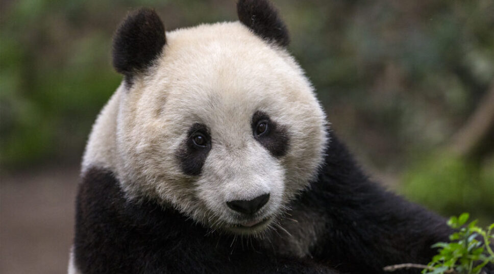 Giant Pandas Are Coming Back to the San Diego Zoo, Thanks to 'Panda Diplomacy'