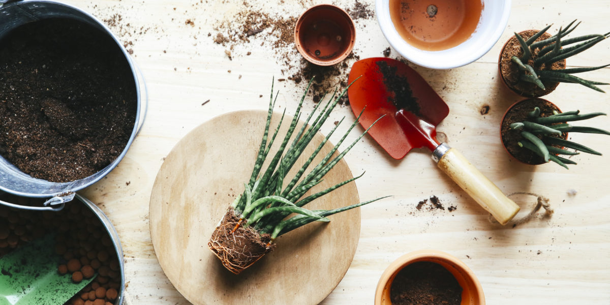 How to Pot Up Snake Plant Pups and Get Free Plants Sunset Magazine