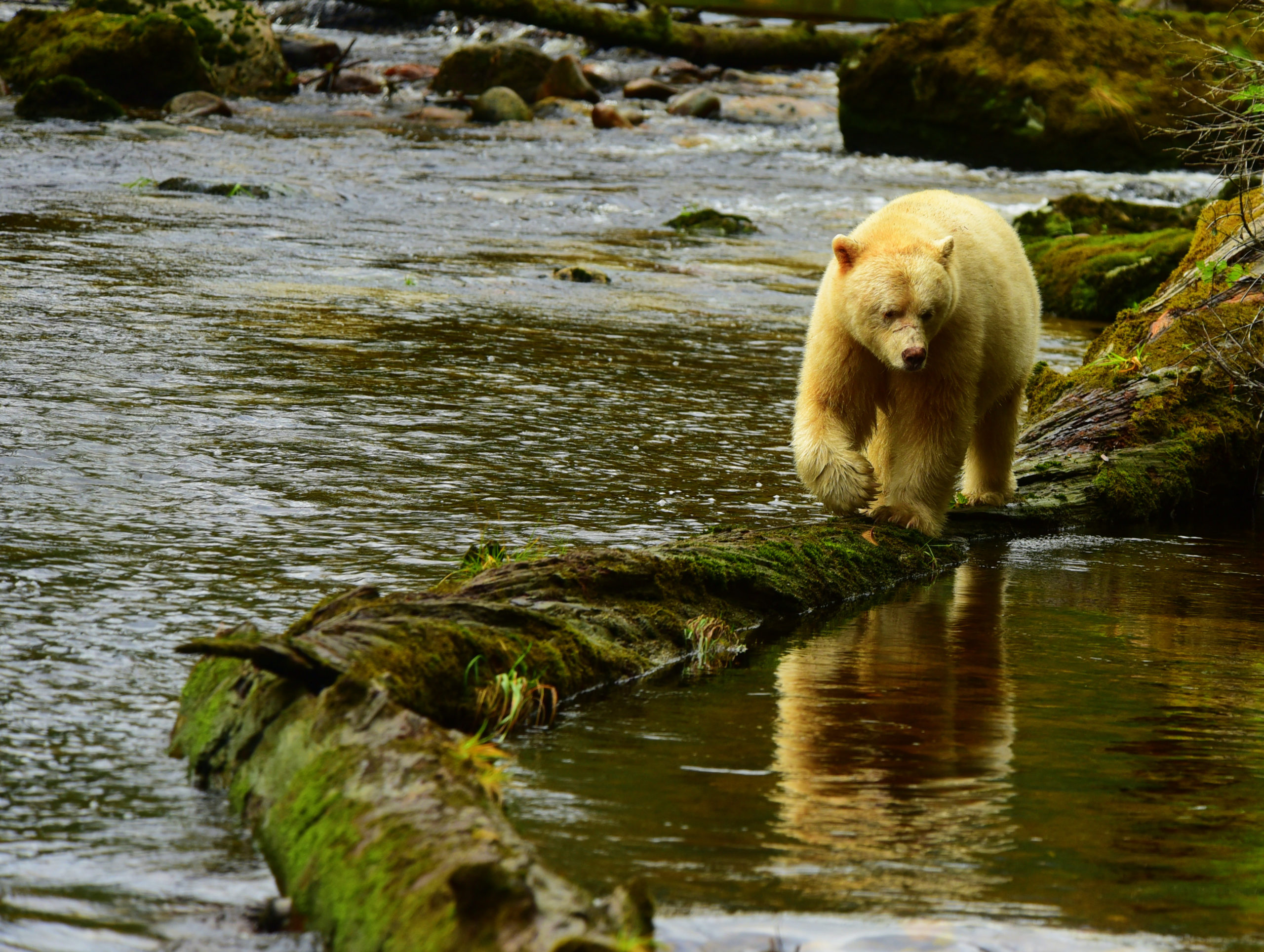 White Spirit Bear at Great Bear Rainforest