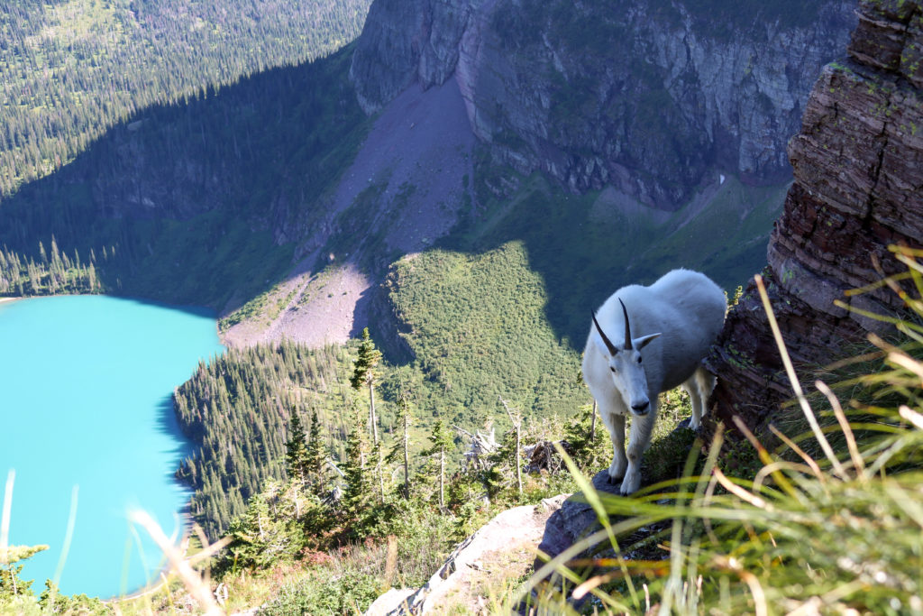 Goat with Blue Lake Behind