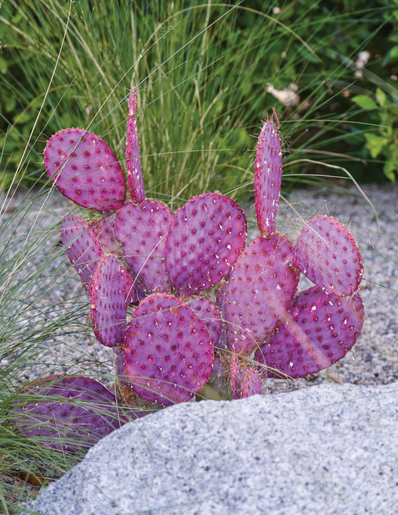 pink Santa Rita Prickly Pear Opuntia santarita