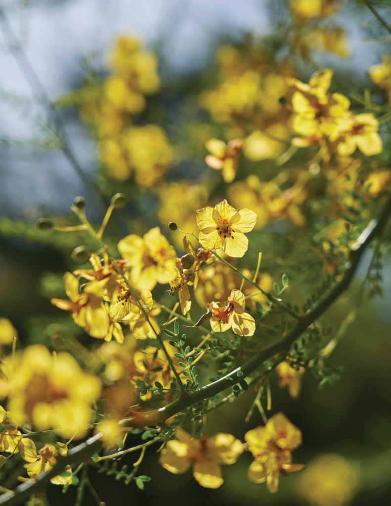 yellow Palo Verde Parkinsonia aculeata