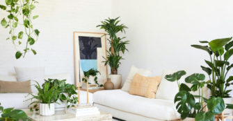 The Sill living room large houseplants