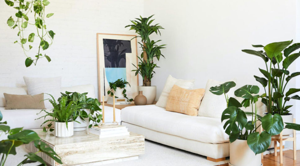 When It Comes to Houseplants, Size Matters. Do Yours Measure Up?