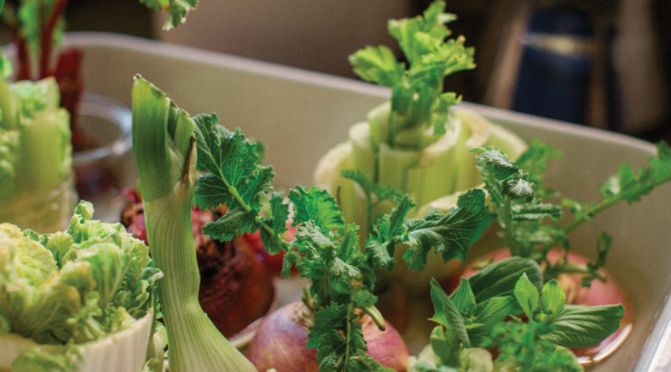 Grow Leftover Veggies and Food Scraps Again—Right in Your Kitchen
