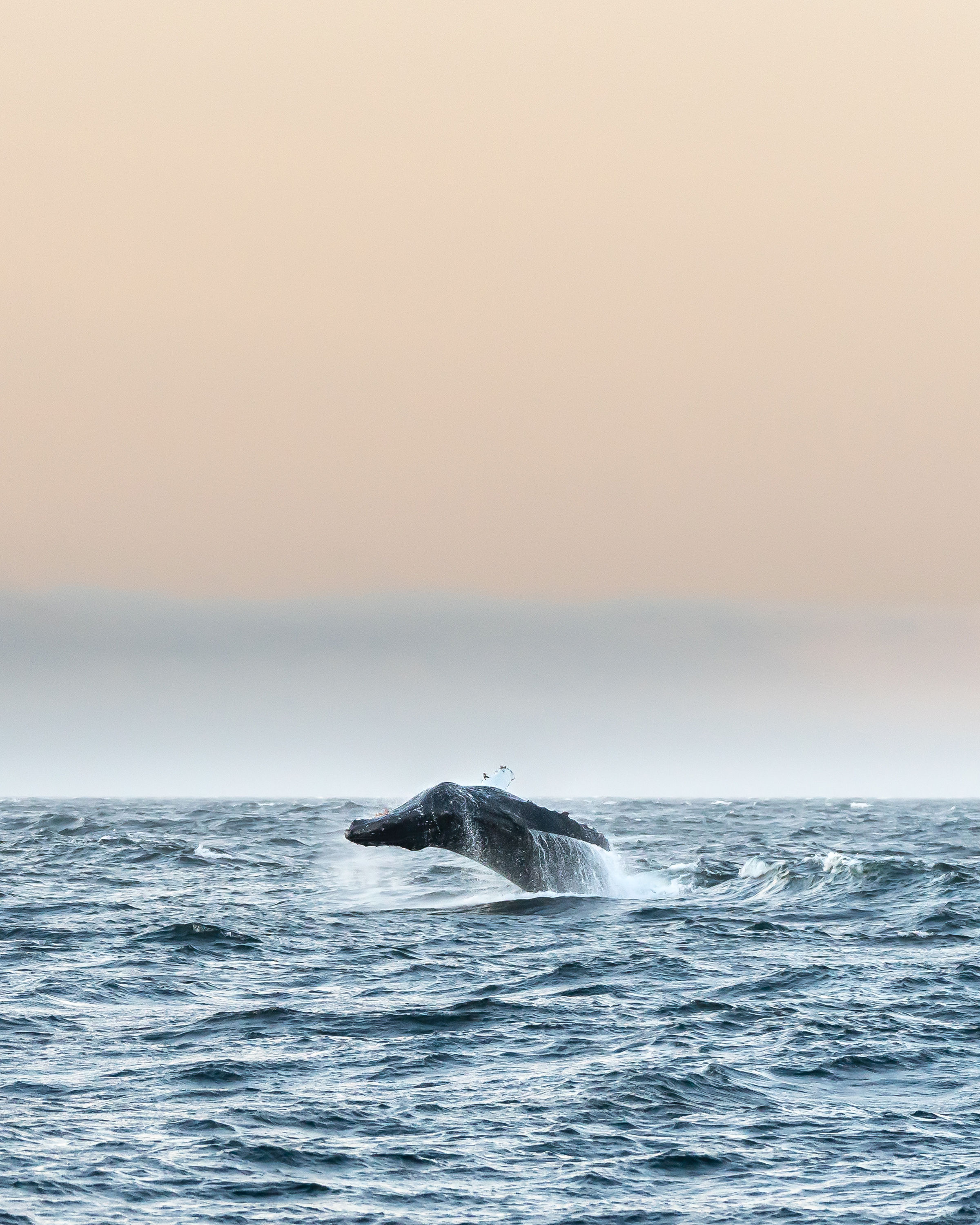 breeching-humpback-whale-off-the-bow-of-the-boat