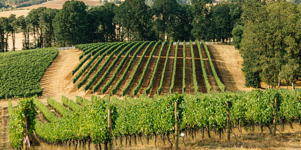 Van Duzer Vineyards