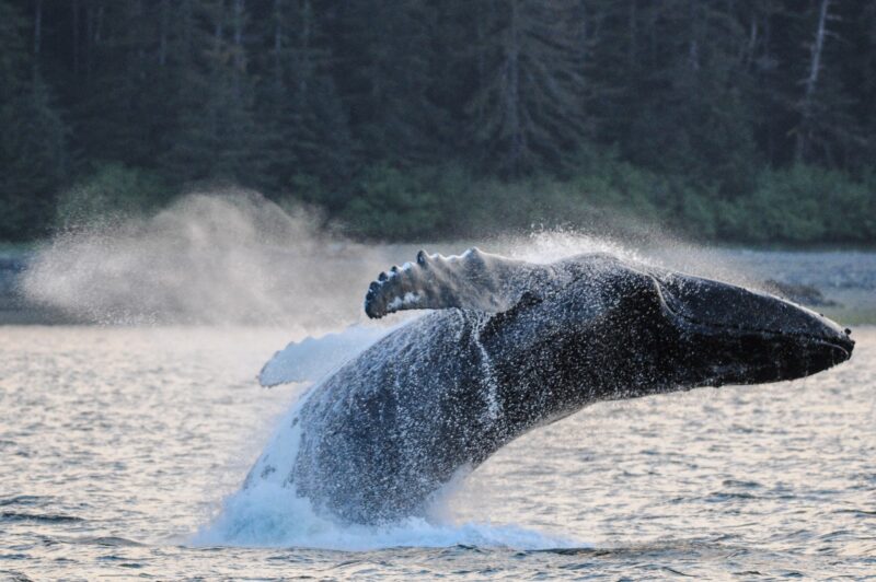 Whale breaching.jpg