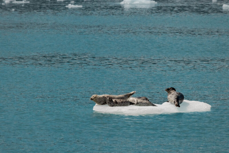 Stan Stephens Glacier & Wildlife Cruises