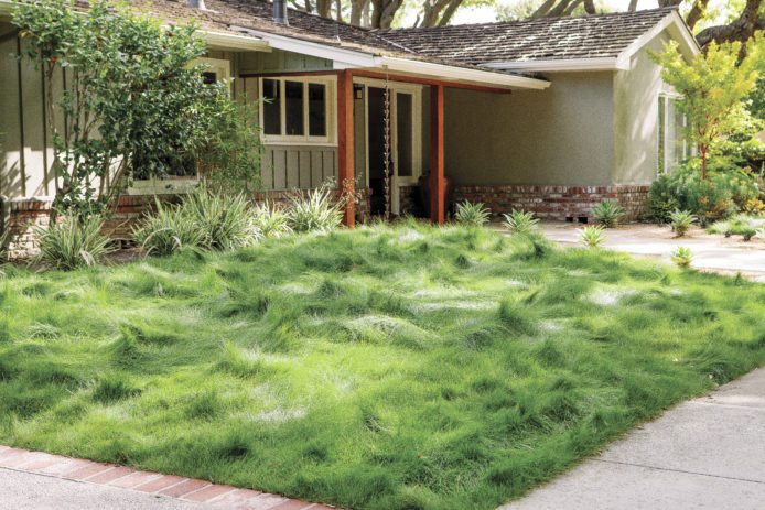 Drought Tolerant Groundcovers To Save, How To Replace Grass With Ground Cover