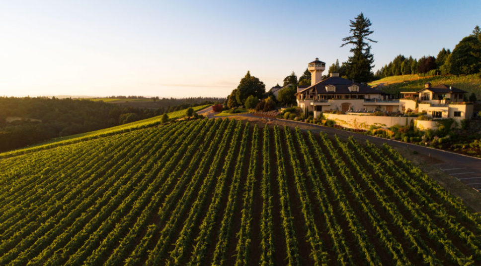 Stomp Your Heart Out, Play Winemaker, and More at the West's Best Vineyard Harvest Parties