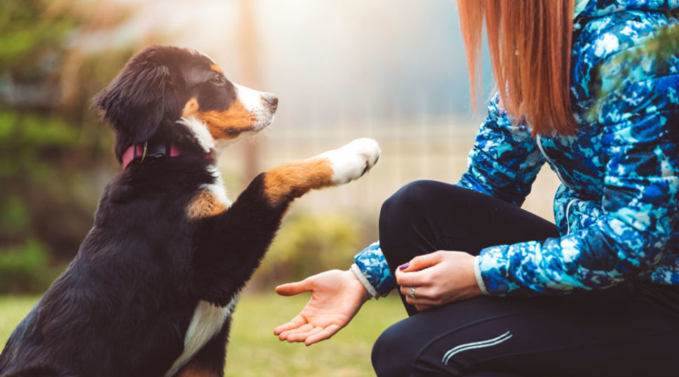 What You Need to Know if You're Thinking about Giving Your Dog CBD