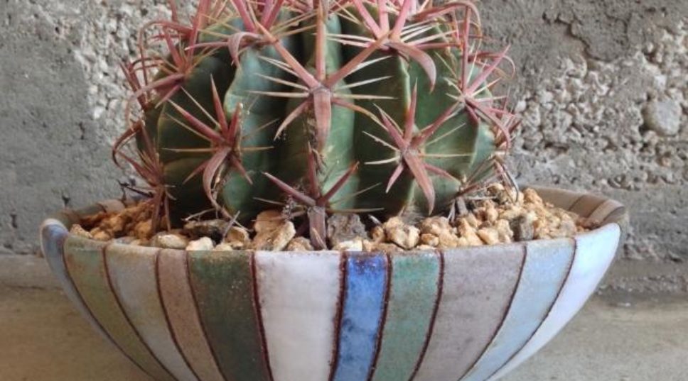 Modern Garden Gift Ideas