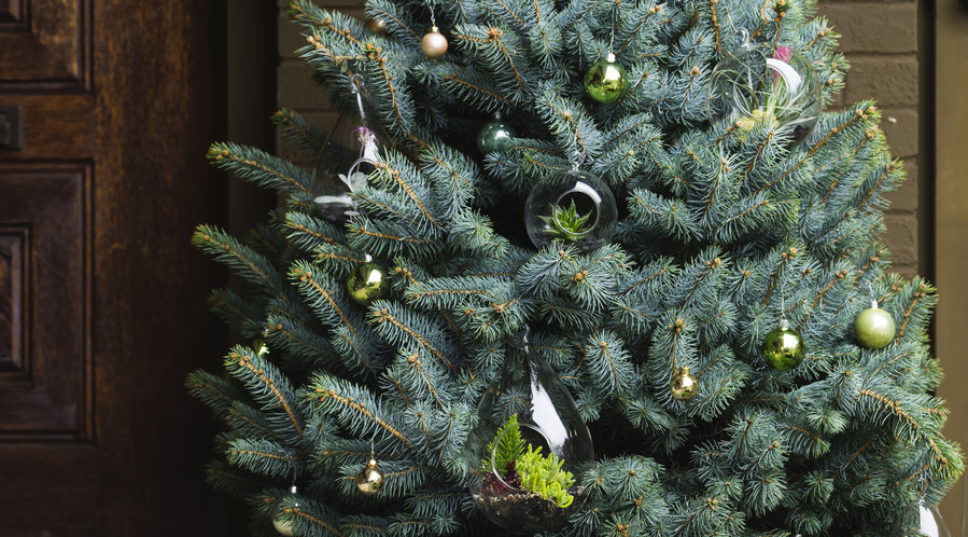 How to Choose a Living Christmas Tree for a Festive Season