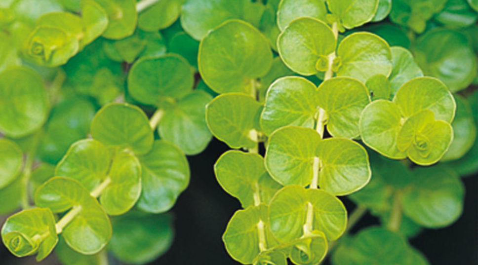 Your Guide to Creeping Jenny, Everyone's Favorite Shiny Golden Ground Cover