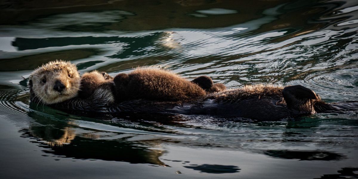 The Cutest (and Most Educational) Tweets from Sea Otter Awareness Week