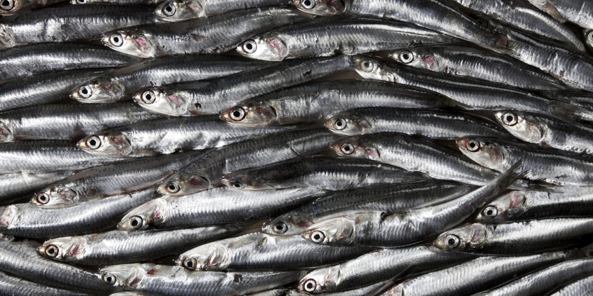A School of Anchovies